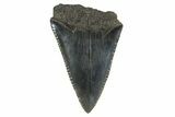 Serrated, Fossil Great White Shark Tooth - South Carolina #340323-1